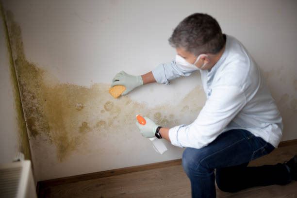 Best HVAC Mold Inspection and Cleaning  in Union Springs, AL