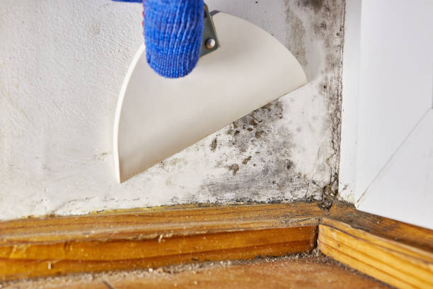 Best Attic Mold Removal  in Union Springs, AL